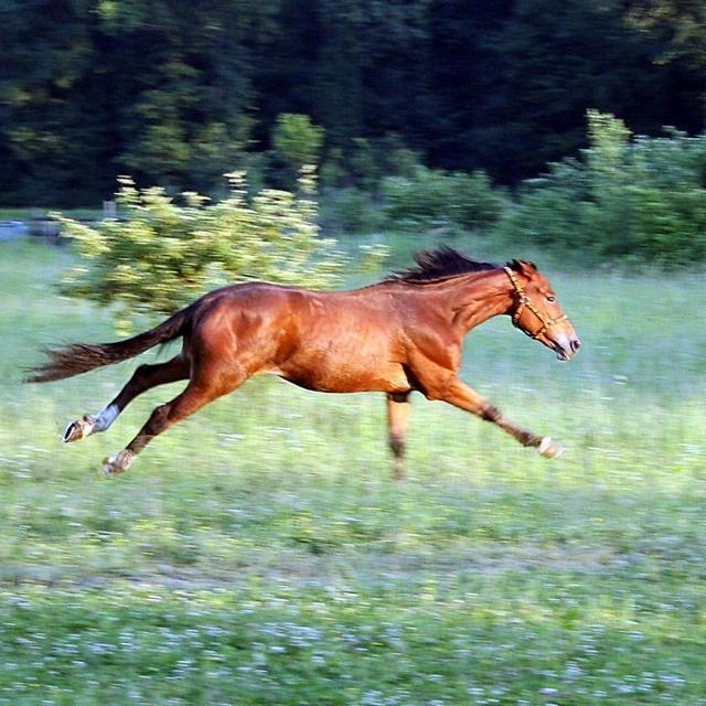 山藤塾 with horse